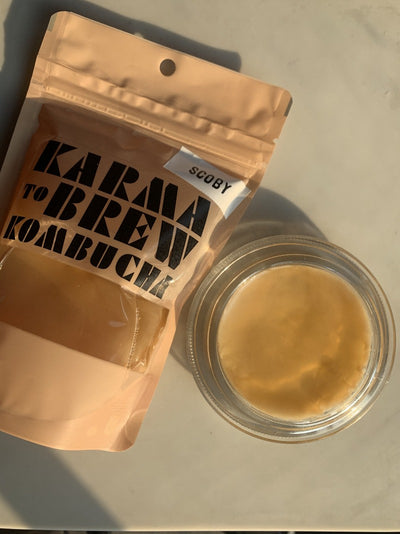 SCOBY Karma to brew del kit de kombucha en casa